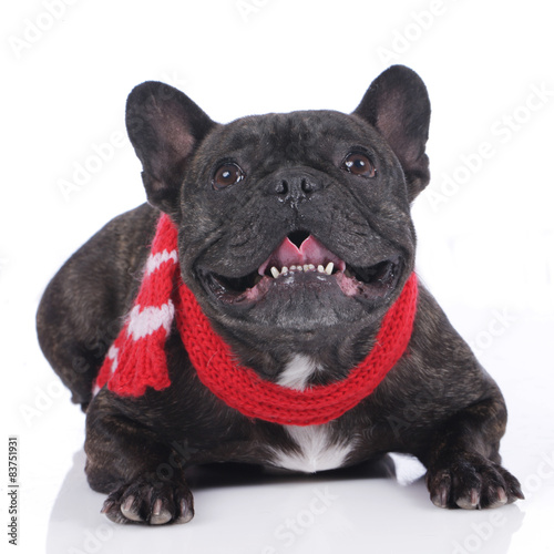 Plakat pies buldog francuski na białym tle szal