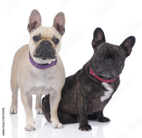 Plakat Dwa bulldogi czarny i biały