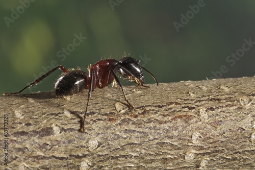 Fotoroleta gałązka ścieżka natura zielony kwas mrówkowy