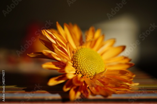 Plakat natura kwiat chryzantema makro