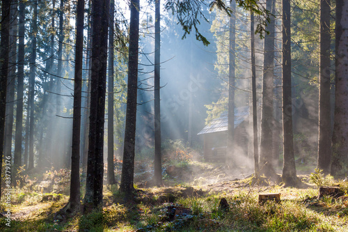 Fotoroleta ukraina świerk las