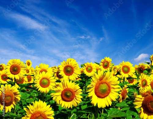 Obraz na płótnie roślina niebo słonecznik pejzaż