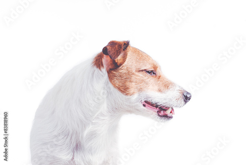 Naklejka zwierzę portret szczenię pies ciało
