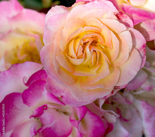 Plakat rosa kwiat miłość