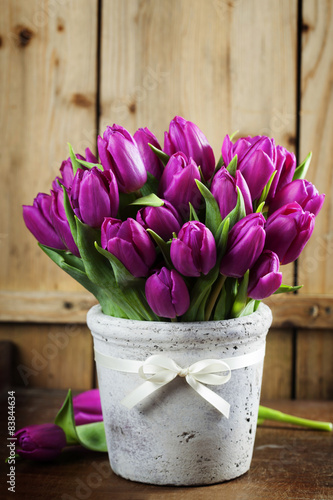 Plakat ogród tulipan kwiat piękny roślina