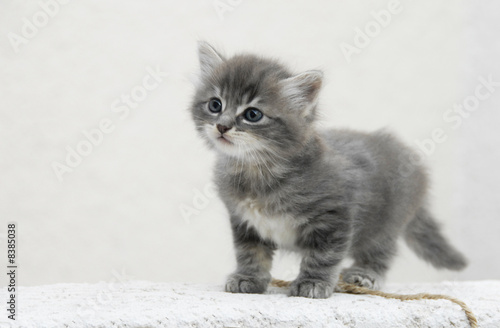 Obraz na płótnie Srebrny słodki kociak