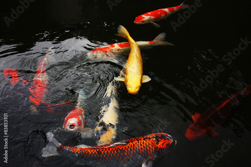 Fotoroleta ogród natura zwierzę japonia ryba