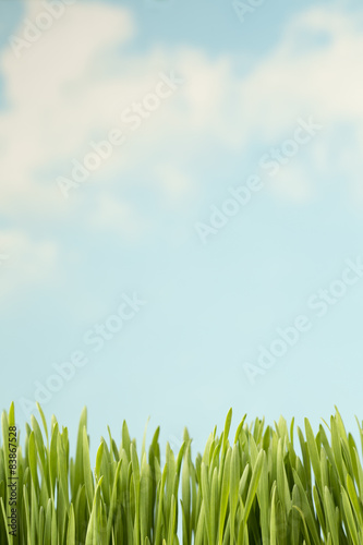 Fotoroleta łąka pole roślina