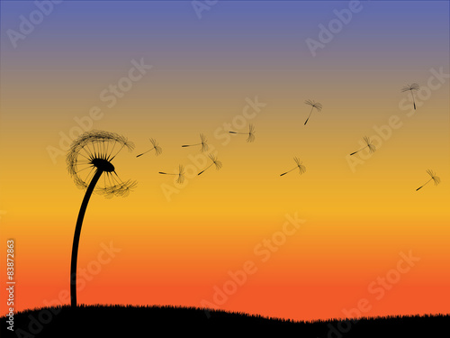 Obraz na płótnie łąka niebo noc kwiat