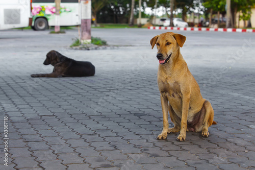 Naklejka Psy siedzą na ulicy