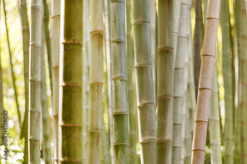 Fotoroleta bambus zen roślinność tropikalny roślina