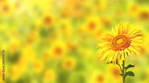 Plakat lato wiejski słonecznik roślina