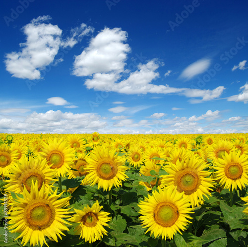 Plakat słonecznik natura lato kwiat