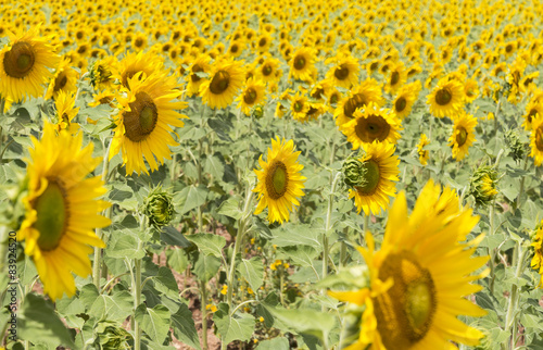 Obraz na płótnie Sunflowers face the Sun