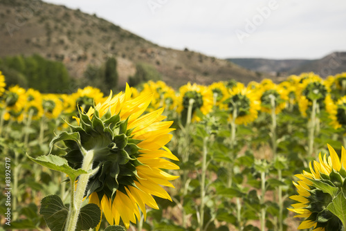 Obraz na płótnie słonecznik słońce obraz kwiat