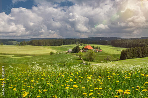 Fototapeta rolnictwo wierzba ogród panorama