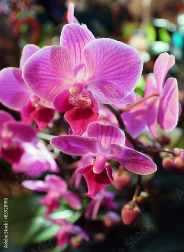 Fotoroleta tropikalny ładny roślina kwiat zbiory