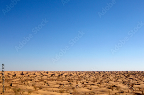Fototapeta pustynia słońce roślina wielbłąd