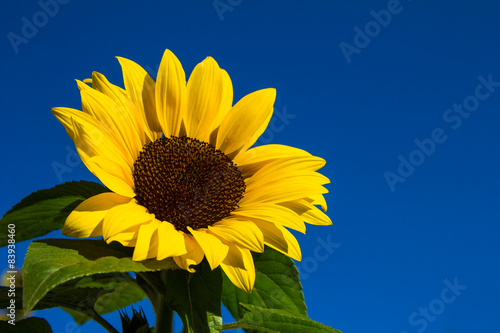 Plakat roślina kwiat słońce