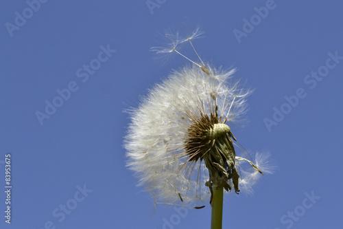 Fototapeta roślina natura niebo kwiat