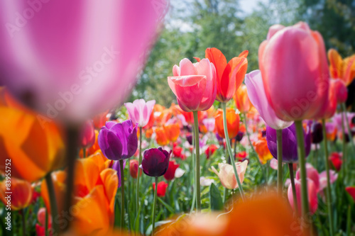 Fototapeta świeży park tulipan roślina holandia
