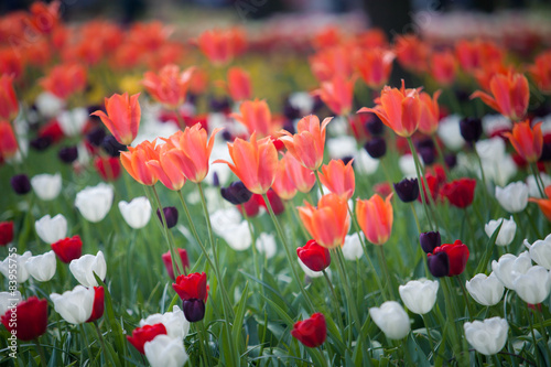 Fototapeta tulipan natura bukiet roślina ogród