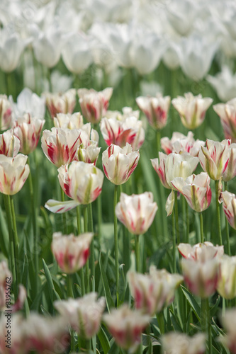 Fototapeta kwiat tulipan ogród holandia park