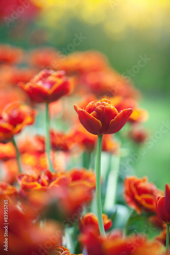 Fototapeta park kwitnący łąka tulipan
