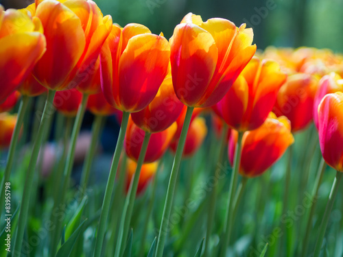 Naklejka tulipan kwiat bukiet ogród