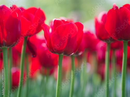 Fototapeta tulipan lato natura