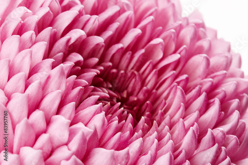 Fotoroleta Pink chrysanthemum