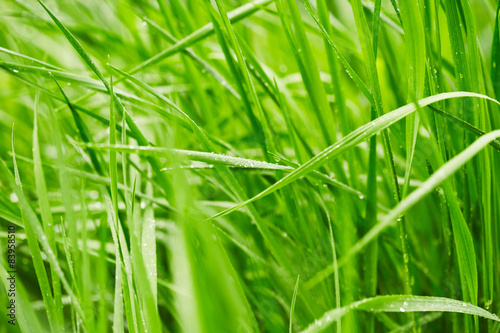 Fototapeta lato trawa ogród łąka obraz