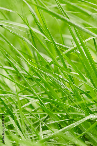 Obraz na płótnie łąka lato świeży roślina