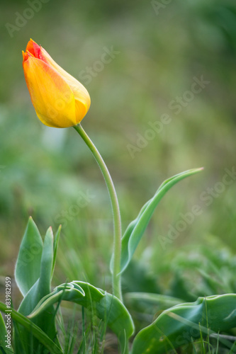 Fototapeta natura widok tulipan świeży