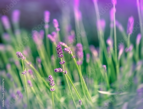 Obraz na płótnie ogród aromaterapia pąk roślina