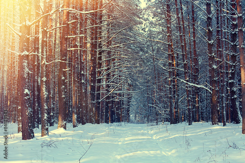 Fototapeta wiejski las piękny lód