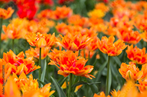 Naklejka kwiat tulipan wiejski pole piękny