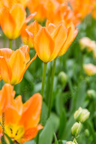 Naklejka lato tulipan słońce pole