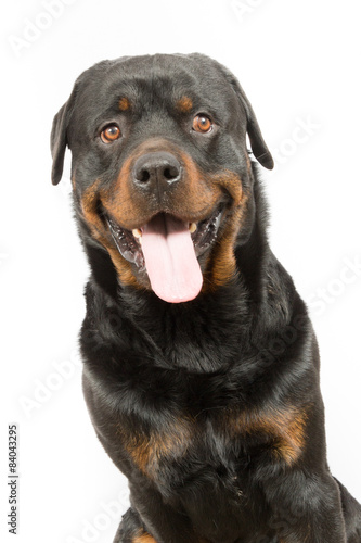 Obraz na płótnie Pies Rottweiler