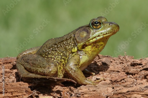 Fotoroleta dziki żaba natura