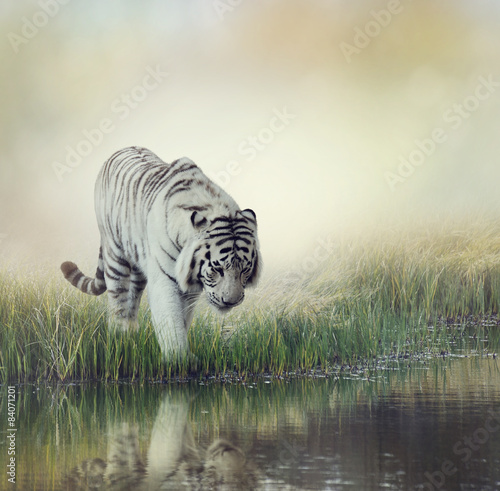 Plakat woda ssak zwierzę kot