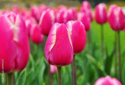 Obraz na płótnie tulipan ogród natura park