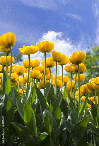 Obraz na płótnie piękny tulipan natura trawa