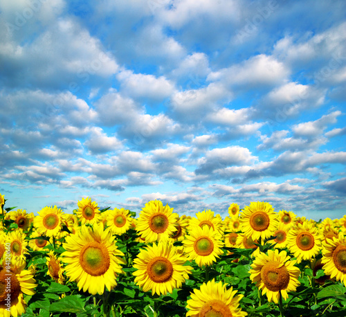 Plakat łąka niebo natura słonecznik pole