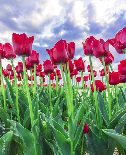 Fotoroleta tulipan pole ogród natura lato