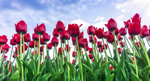 Fototapeta świeży pole tulipan