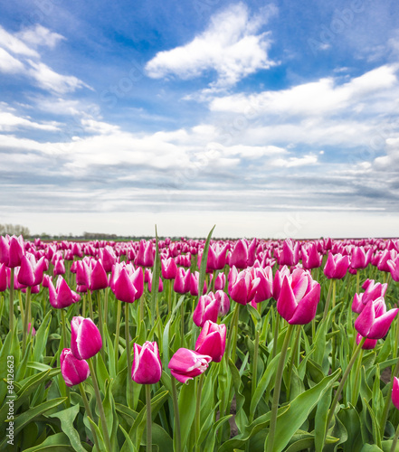 Obraz na płótnie pole tulipan świeży lato