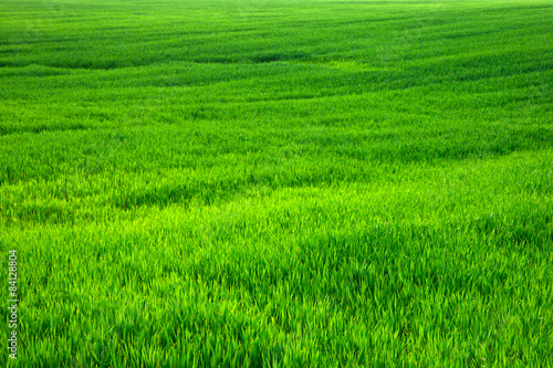 Fototapeta widok trawa pejzaż pole krajobraz