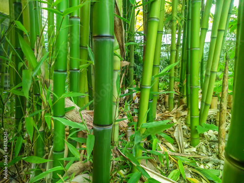 Naklejka zen bambus azja