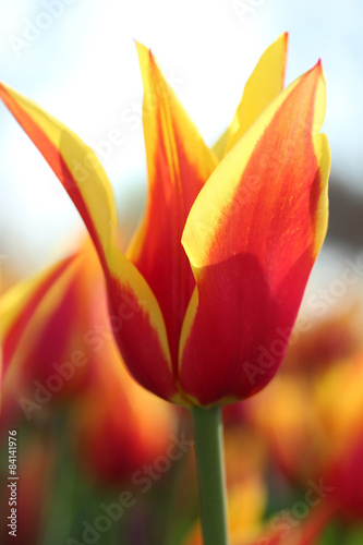 Fototapeta kwiat miłość ogród tulipan